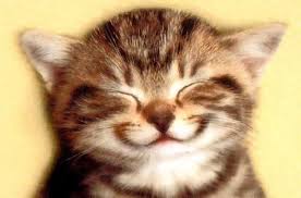 smiling cat blog